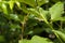 Sparrow\'s Brinjal flower on tree Thai herb, Blur background and