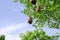 A sparrow\'s nest, a warbler of various sizes, on a green leafy branch.