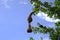 A sparrow\'s nest, a warbler of various sizes, on a green leafy branch.