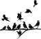 Sparrow silhouette illustration set