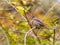 Sparrow sits on a branch among autumn yellow leaves