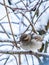 Sparrow sits on a branch without leaves. Sparrow on a branch in the autumn or winter