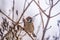 Sparrow sits on a branch without leaves. Sparrow on a branch in the autumn or winter