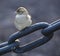 Sparrow sits on the link of a large cast iron chain