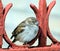 Sparrow sits on red fence