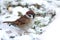 The sparrow sits on snow