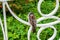 Sparrow sits on a white metal fence on the blurred background of green foliage