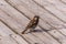 Sparrow sits on the wooden planks