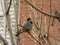 Sparrow sitting on the branches of a tree