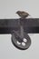 Sparrow sitting on the clothesline pulley