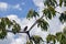 Sparrow sitting on a crossroads of cherry branches against a blue sky with clouds. Green unripe sweet cherry fruits. Close-up.