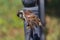 Sparrow sitting on a fence shakes off after bathing in a pool