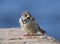 Sparrow is sitting on a granite slab