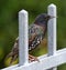 Sparrow sitting on a metal fence