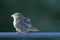 Sparrow sitting on a metal fence