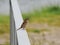 Sparrow sitting on metal railing looking