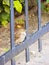 Sparrow sitting on the railing of a park