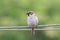 Sparrow sitting on the rope with his beak full of ladybugs