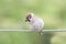 Sparrow sitting on the rope with his beak full of ladybugs