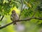 Sparrow sitting on tree branch