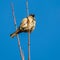 Sparrow sitting on tree branches on clear blue sky background