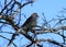 A sparrow sitting on a tree limb against the blue sky