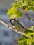 A sparrow sitting on the twig