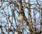 Sparrow sleeps on a branch