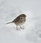 Sparrow In Snow