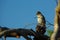 Sparrow (spizella passerina) on tiny branch