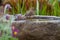 A sparrow standing on the border of a stony bird bath