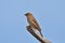 sparrow standing on a branch