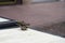 sparrow standing on the table at the terrace in the street