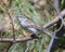 Sparrow Stock Photo and Image. Chipping Sparrow close-up side view perched on a branch with coniferous tree background in its