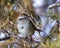 Sparrow Stock Photo and Image. Female bird perched on a tree with blur background in its environment and habitat surrounding,