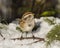 Sparrow Stock Photo and Image. Female bird perched on a tree branch with snow and blur background in its environment and habitat