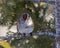 Sparrow Stock Photo and Image. White-crowned Sparrow perched on a coniferous tree branch with green blur background in its