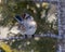 Sparrow Stock Photo and Image. White-crowned Sparrow perched on a coniferous tree branch with green blur background in its