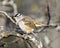 Sparrow Stock Photo and Image. White-crowned sparrow perched on a a tree with blur background in its environment and habitat