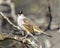 Sparrow Stock Photo and Image. White-crowned sparrow perched on a a tree with blur background in its environment and habitat