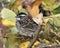 Sparrow Stock Photos. Sparrow close-up profile view on a branch with blur background looking to the left side in its habitat and