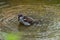 Sparrow taking a bath in a puddle