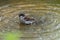 Sparrow taking a bath in a puddle and shaking its feathers