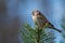 A Sparrow on a top of a Pine tree