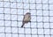 Sparrow trapped in net