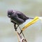 Sparrow on a twig