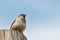 Sparrow under blue sky