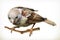 Sparrow vector illustration