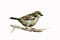 Sparrow watercolor