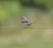 Sparrow on a wire